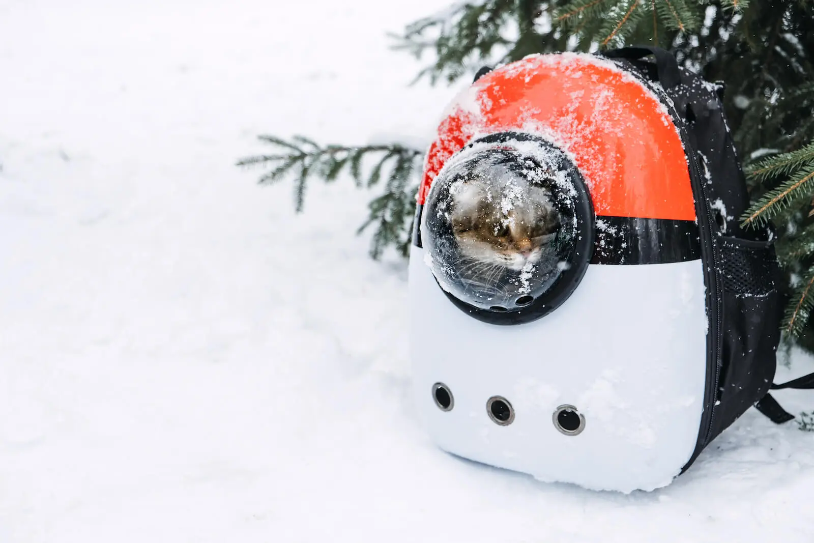 Tips for RVing with your Cat